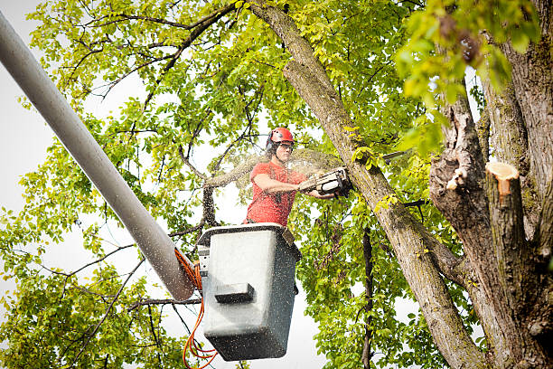 How Our Tree Care Process Works  in  High Point, NC